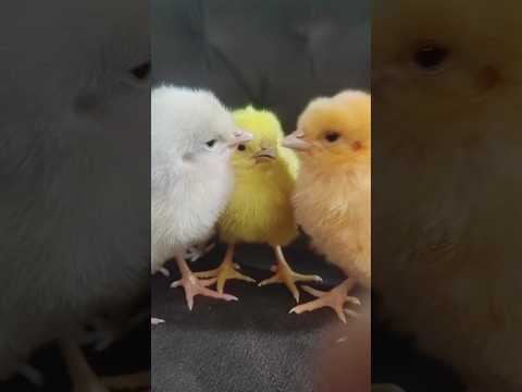 Cute chicks funny video #cute #chicks #funny #video