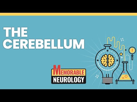 Cerebellum Mnemonics (Memorable Neurology Lecture 6)