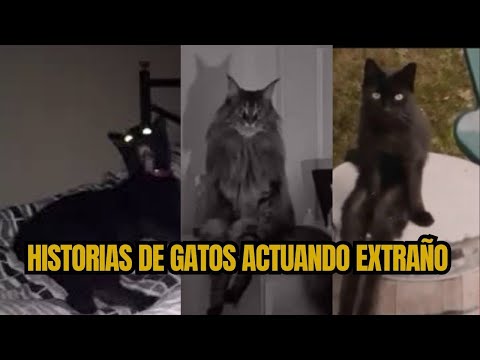 Historias de gatos actuando de formas aterradoras.