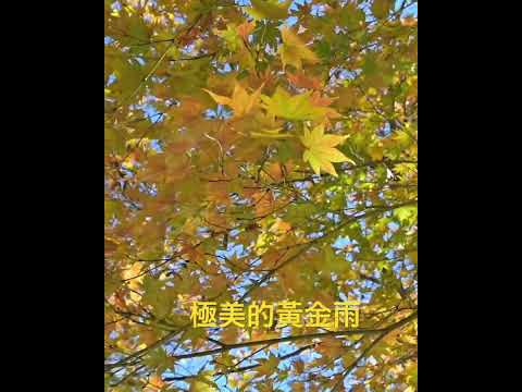 京都嵐山紅葉極美的黃金雨！