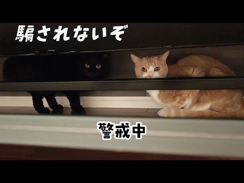 苦手な投薬が終わったのに警戒心MAXになってしまった猫 916話