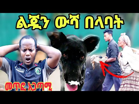 ልጇን ውሻ በልቶ ገደለባት በጣም ሚያሳዝን መጥፎ ቀን ነው ያሳለፉኩት ውሻውን በዲንጋይ አባረርኩት