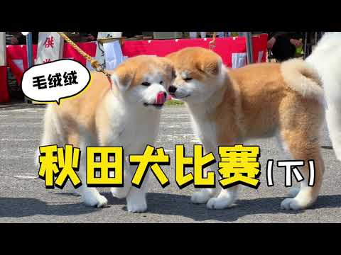 這是你心目中的秋田犬嗎？日本秋田犬比賽（下）