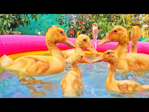 How DUCK CHICKS Took Over Mini Swimming Pools Bathing | Ducklings Little DUCK Birds | FishCutting