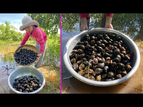 Country girl collect snail and cook for grandpa - Cooking with Sreypich