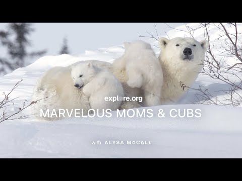 Marvelous Moms and Cubs (Gr 5-8) | Tundra Connections