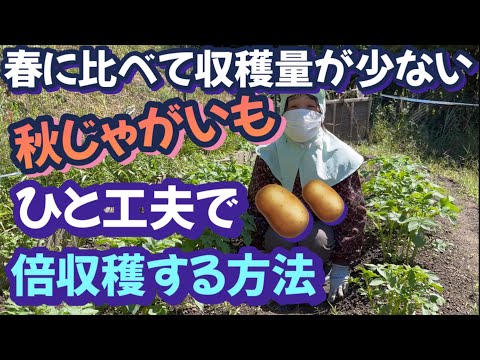 【楽しいじゃがいも栽培物語】家庭菜園で秋ジャガイモを芽かきしてあげた日にあれこれやりました