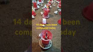 #chicken #chicksgrowthdaybyday #farming #poultrydays #birds #agriculture