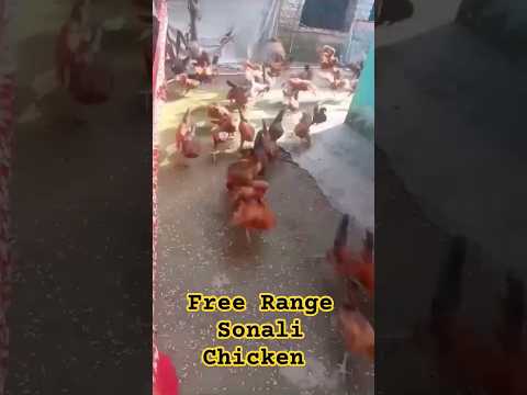 Huge Quantity of Sonali Chicken Racing 🐎#chickenfarming #youtubeshorts #desipoultryfarming