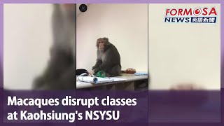 Macaques disrupt classes at Kaohsiung’s NSYSU｜Taiwan News