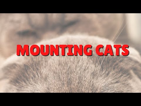 Cats That Mount Each Other | Two Crazy Cat Ladies