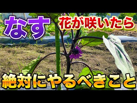 【なす栽培】花が咲いたら必ずやるべき作業！最初の芽かきは今後の生育に大きく影響してきます！（芽かき・追肥）