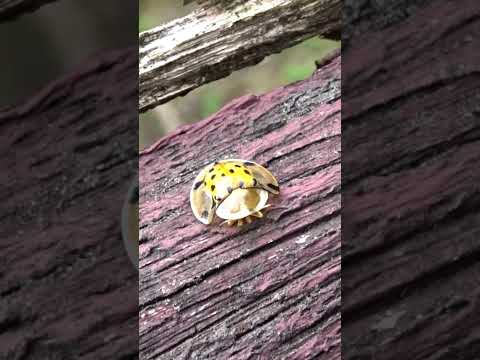 這不是瓢蟲，是金花蟲: 大黑星龜金花蟲! Asian Spotted Tortoise Beetle #insect #beetle  #wildlife #nature