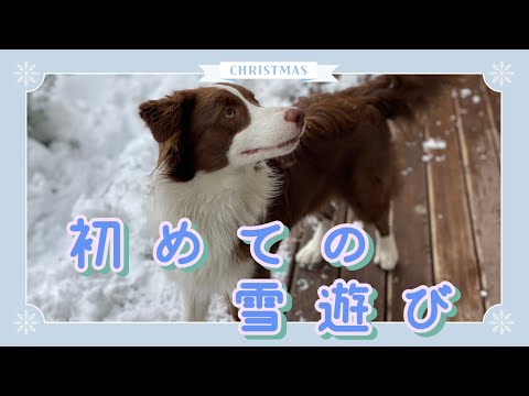 【初雪】初めての雪遊びではしゃぎまくる犬が可愛い　#ボーダーコリー