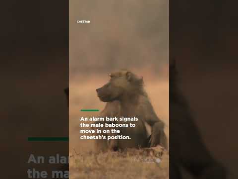 Do not provoke a mob of angry chacma baboons | Smithsonian Channel #Shorts