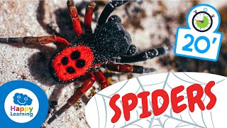 SPIDERS🕷️ | Animals for Kids | Fun and Educational Spider Facts for kids