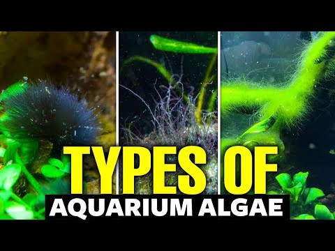 Types of Aquarium Algae: How to Identify and Manage Them