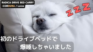 おしゃれなRADICA ドライブベッド キャリーで愛犬がこうなりました チワワミックス(ジェラート)