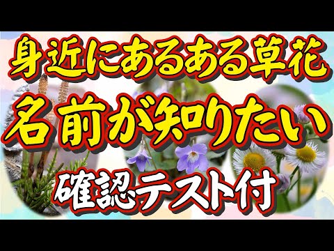 更にグレードアップ！【身近な草花の名前が知りたい人へ】どこにでも「あるある草花」について、その名前を知りたい人に理科教師40年の「日本で一番ユーモラスな理科の先生」が自ら撮った草花動画で解説します。