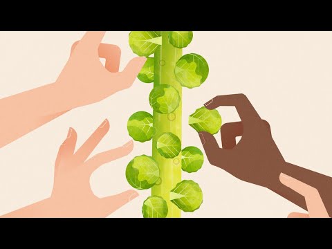 The ultimate superfood? It’s the brussels sprout