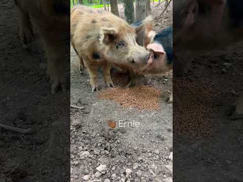 #pigs in the woods. #pasturedpork