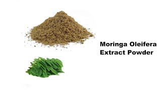 moringa oleifera extract powder from Hongjiu Biotech