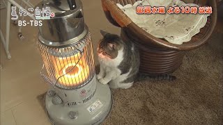 ねこ自慢＃59ご出演ニャンコたち【4月7日OA】