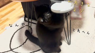 ２本足で立って机のネジを外そうと頑張る黒猫