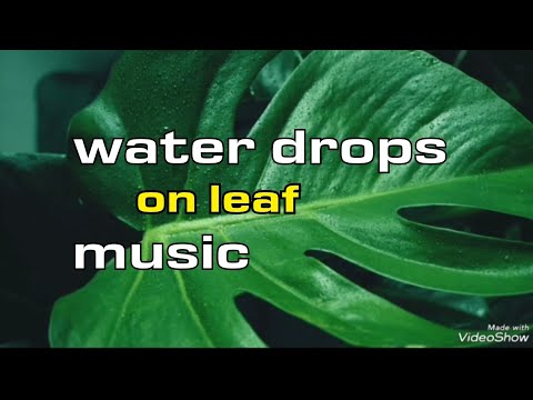 Amazing water drops on leaf music