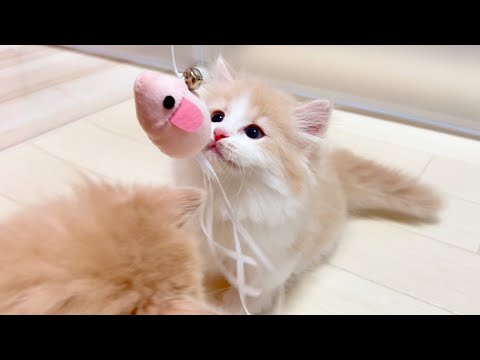 【マンチカンの子猫】今日のネズミは活きが良くて調子も良い件 ～猫のいる生活Vol.1040～出産動画 マンチカン短足・ミヌエット・ペルシャ猫専門ブリーダー『ペット蔵人』【子猫の成長記録】