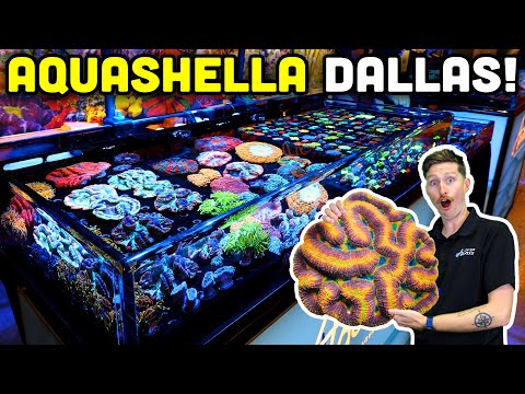 TSA Heads to the Largest Aquarium Show in the Country! Aquashella Dallas 2024!