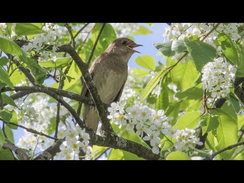 ЧЕРЕМУХА  Виктор Давидзон