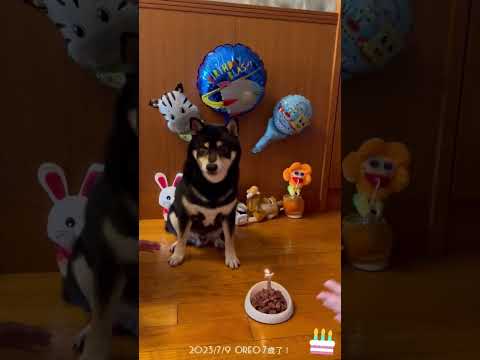 Black shiba Oreo is 7.  Oreo 7歲啦！#shibainu #柴犬 #happybirthday #dog #birthday #steak