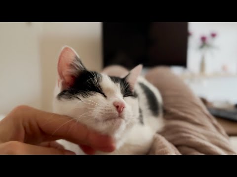 Cutest cow kitty making biscuits and wanting pets