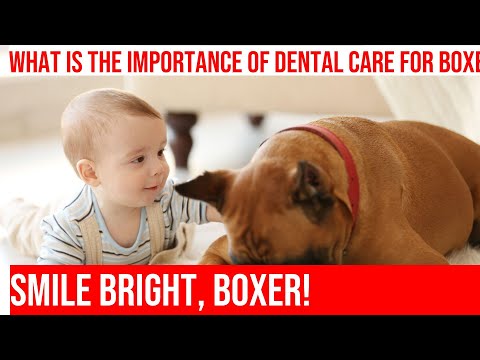 Taking Care of Teeth: Dental Care for Boxers