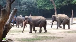 Namma Mysuru Mrugalaya | 𝐌𝐲𝐬𝐨𝐫𝐞 𝐙𝐨𝐨 𝐅𝐮𝐥𝐥 𝐕𝐢𝐞𝐰 | ಮೈಸೂರು ಮೃಗಾಲಯ  | Mysore zoo 🐢🐫🐘🦏🦝🐵🐯🦊🐻🐈🐀🐍