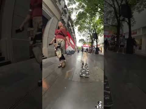 Pro Skating Dog #funnypets #petshorts #viralpets #bulldog #catlover #adorablepets