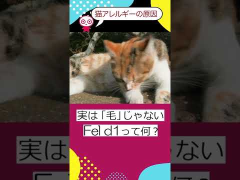 【世界の論文】猫アレルギー解決策！　#shorts