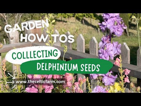 🌱 How to Collect Delphinium Seeds Like a Pro: Easy Step-by-Step Guide! 🌸