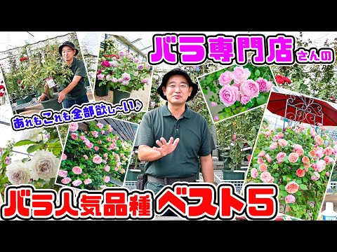 バラ専門店🌹の【バラ人気品種ベスト5】あれもこれも全部欲し～い♪ 高木大輔さん