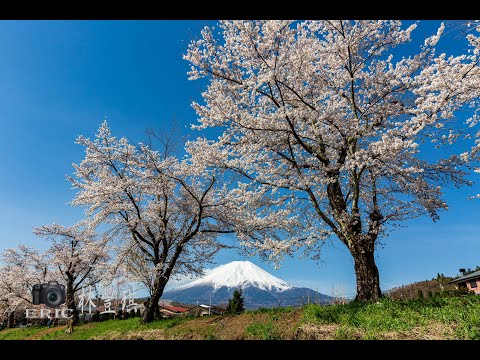 關東-富士山櫻花-網路旅行團 (櫻花百選－山高神代櫻.王仁塚櫻.忍野八海.河口湖.真岡鐵道.井之頭公園）1080p