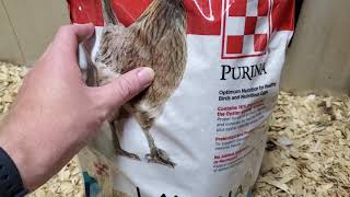 Purina Layena Feed