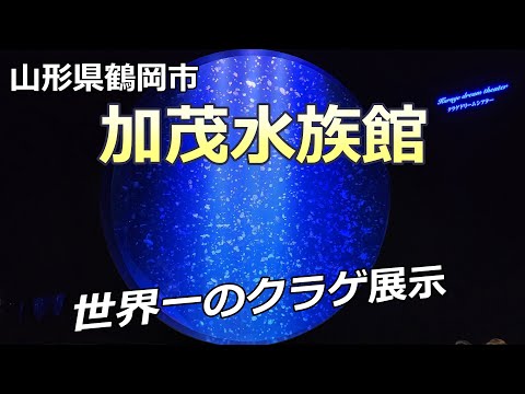 【加茂水族館】世界が注目するクラゲの展示！