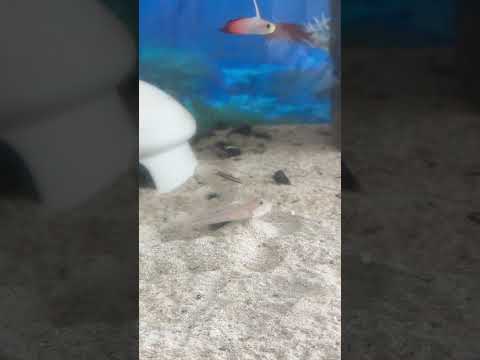 （海水魚）砂をハムハムする魚  オトメハゼ