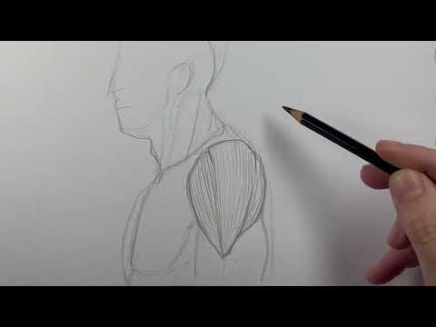 Drawing lesson: The shoulder is made up of three muscles