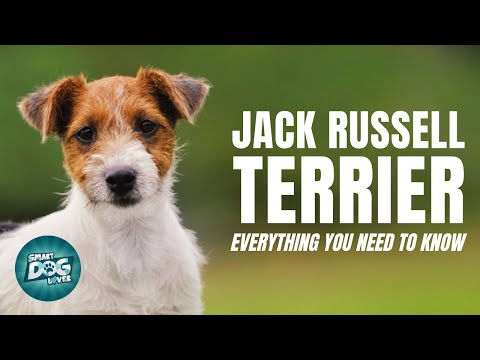 Jack Russell Terrier Dogs 101: Everything You Need To Know