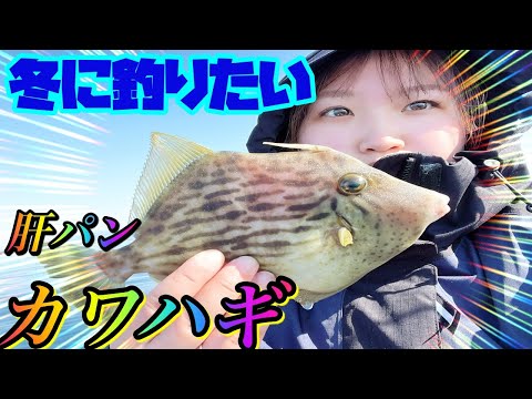 まだ釣れる！極寒のボートで肝パンカワハギを釣る