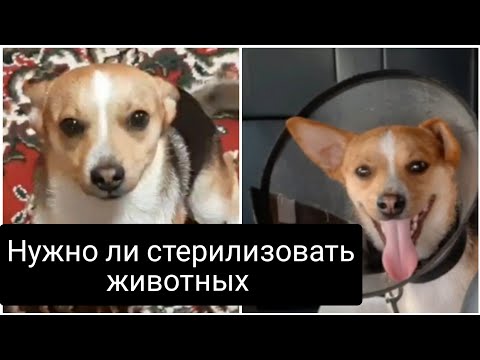 КАСТРАЦИЯ КОБЕЛЯ.ЗАЧЕМ СТЕРИЛИЗОВАТЬ ЖИВОТНЫХ?