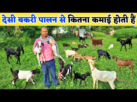 देसी बकरी पालन में कितना फायदा है | Bakri palan ka tarika | Goat farming