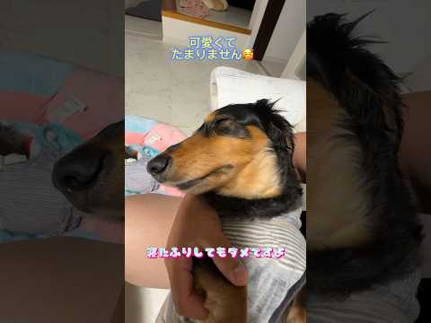 【歯磨き嫌いな犬】寝たふりして全力で誤魔化そうとするダックス😊